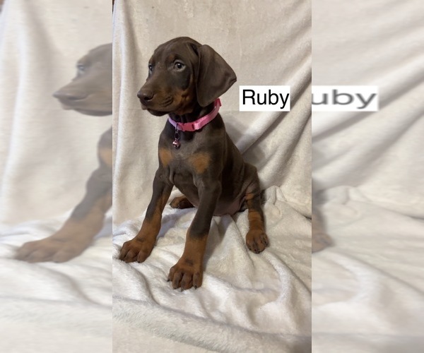 Medium Photo #5 Doberman Pinscher Puppy For Sale in POMEROY, OH, USA