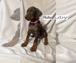 Small #4 Doberman Pinscher