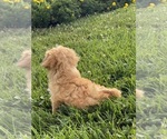 Small #2 Coton de Tulear-Poodle (Toy) Mix