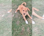 Small #6 Dachshund Mix