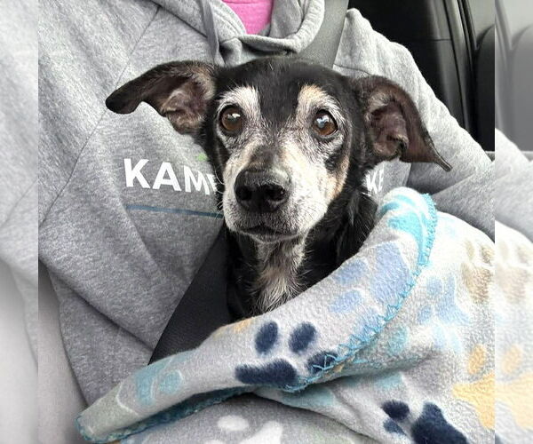 Medium Photo #9 Chiweenie Puppy For Sale in Boonton, NJ, USA