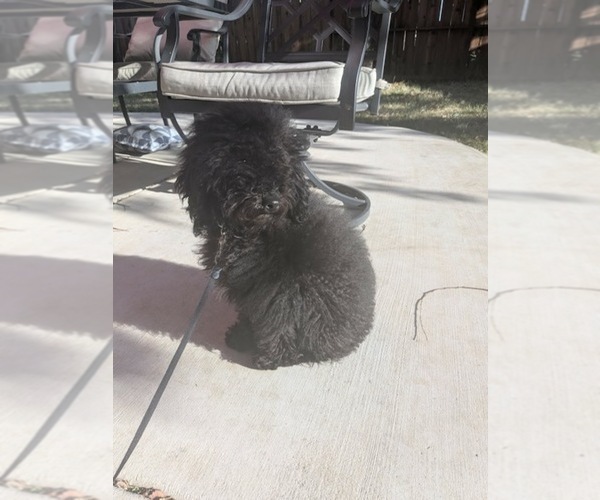 Medium Photo #5 Poodle (Miniature) Puppy For Sale in BRENTWOOD, CA, USA