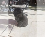 Small #4 Poodle (Miniature)