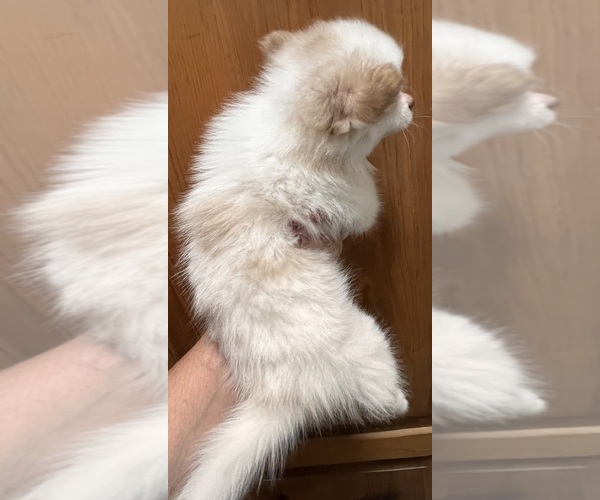 Medium Photo #3 Pomsky Puppy For Sale in GOLDEN VALLEY, AZ, USA