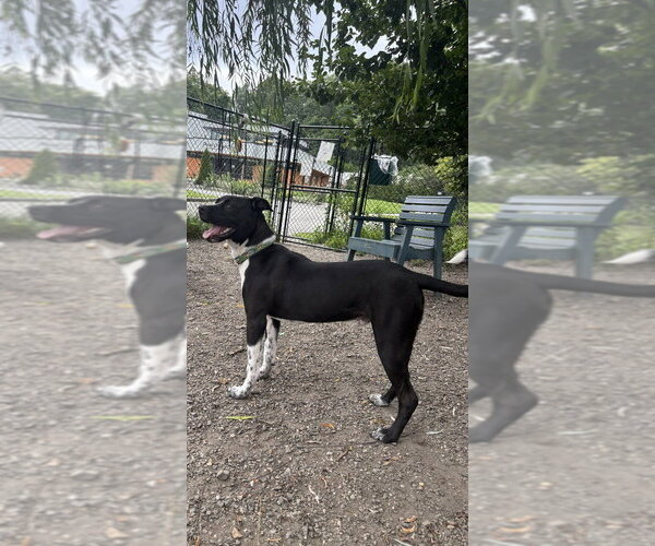 Medium Photo #3 Mutt Puppy For Sale in Elmsford, NY, USA
