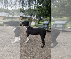 Hatha - Male Mutt Dog for Adoption - Photo #3