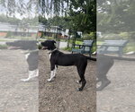 Small #2 Mutt