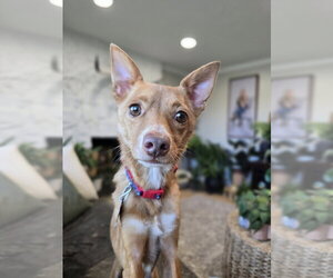 Hollis - Male Chihuahua Dog for Adoption - Photo #3