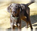 Small #1 Black and Tan Coonhound-Labrador Retriever Mix