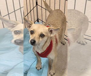 Chihuahua-Unknown Mix Dogs for adoption in San Bernardino, CA, USA