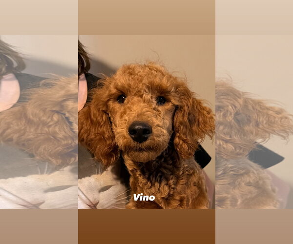 Medium Photo #4 Goldendoodle Puppy For Sale in Plainfield, IL, USA