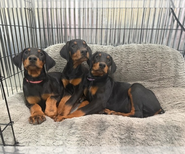 Medium Photo #5 Doberman Pinscher Puppy For Sale in PERU, KS, USA
