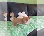 Small #21 Pembroke Welsh Corgi