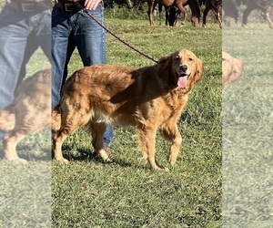 Mother of the Golden Retriever puppies born on 02/21/2025