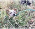 Small Photo #14 Australian Cattle Dog Puppy For Sale in WILLIAMSBURG, CO, USA