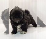 Small Photo #13 Shih Tzu Puppy For Sale in BRANDON, FL, USA