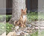 Small #23 Chihuahua