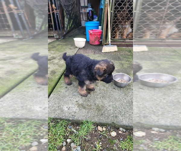 Medium Photo #6 German Shepherd Dog Puppy For Sale in LAKE STEVENS, WA, USA