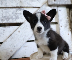 Pembroke Welsh Corgi-Pomeranian Mix Puppy for sale in HONEY BROOK, PA, USA
