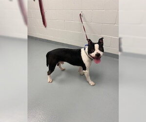 Mutt Dogs for adoption in St. Cloud, FL, USA