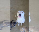 Small Mutt