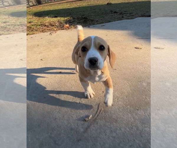 Medium Photo #7 Basset Hound Puppy For Sale in Harrison, AR, USA
