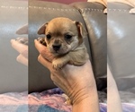 Small #1 Chihuahua