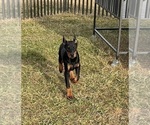 Small #3 Doberman Pinscher
