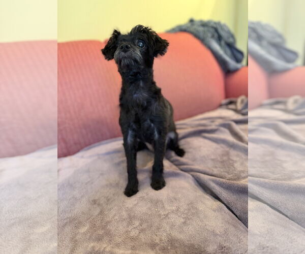 Medium Photo #4 Maltese-Unknown Mix Puppy For Sale in Pacolet, SC, USA