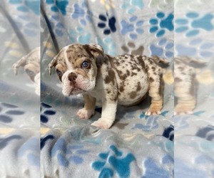 English Bulldog Puppy for sale in RANCHO CORDOVA, CA, USA