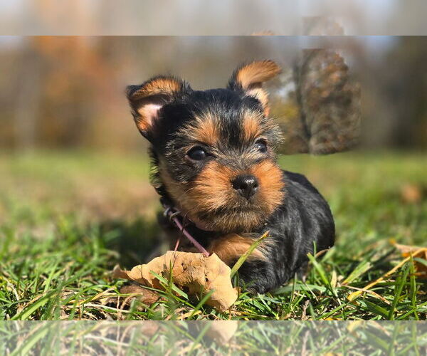 Medium Photo #5 Yorkshire Terrier Puppy For Sale in NILES, MI, USA