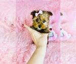 Small #18 Yorkshire Terrier