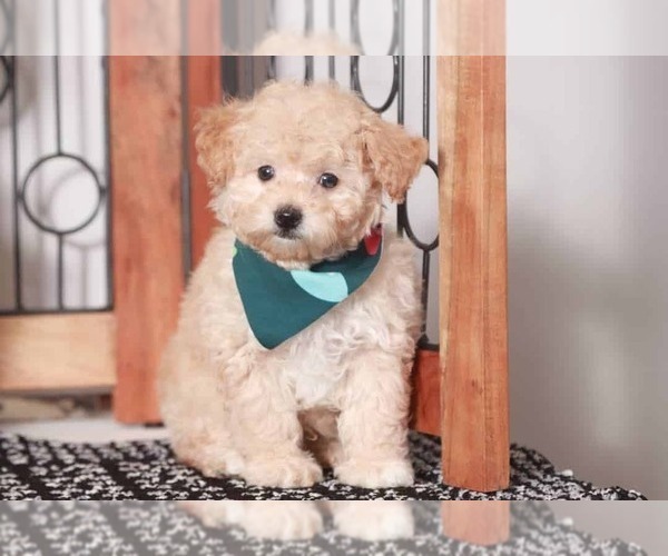 Medium Photo #1 Poodle (Miniature) Puppy For Sale in NAPLES, FL, USA