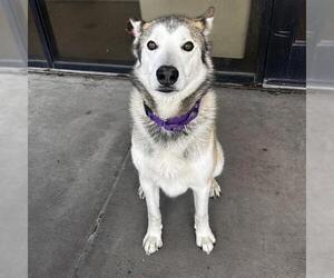 Siberian Husky-Unknown Mix Dogs for adoption in Denver, CO, USA