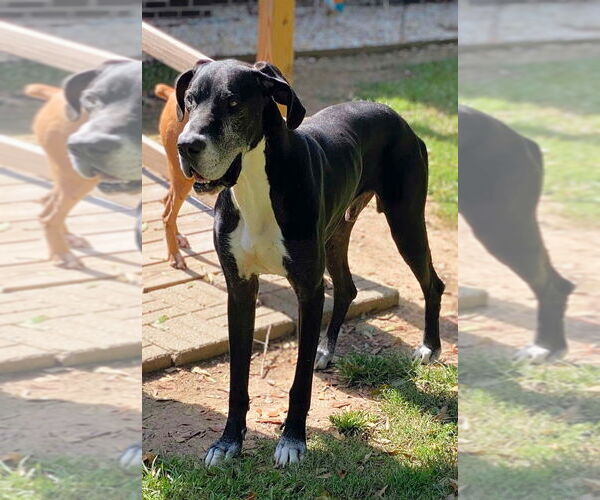 Medium Photo #5 Great Dane Puppy For Sale in Bullard, TX, USA