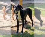Small #4 Great Dane