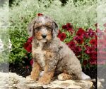 Small #2 Goldendoodle (Miniature)