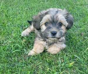 Havashu Puppy for sale in NOVI, MI, USA