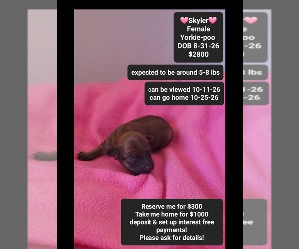 Medium Photo #1 Yorkipoo Puppy For Sale in TUCSON, AZ, USA