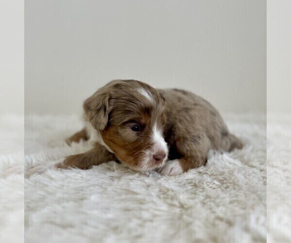Medium Photo #5 Aussiedoodle Miniature -Miniature Bernedoodle Mix Puppy For Sale in CULPEPER, VA, USA