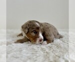 Small #4 Aussiedoodle Miniature -Miniature Bernedoodle Mix