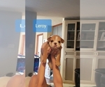 Small Photo #6 Bulldog Puppy For Sale in GRIFFIN, GA, USA