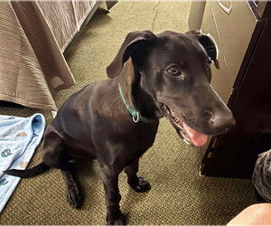 Great Dane-Unknown Mix Dogs for adoption in Bullard, TX, USA
