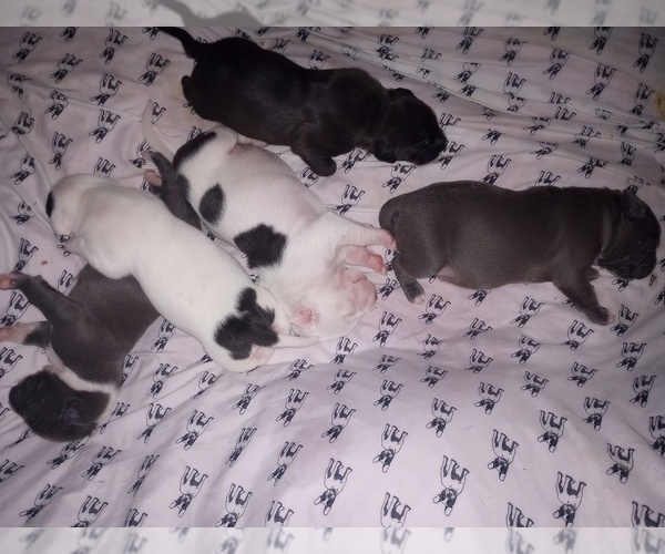 Medium Photo #24 American Staffordshire Terrier Puppy For Sale in JACKSONVILLE, FL, USA