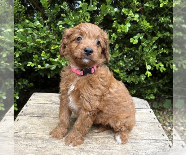 Medium Photo #3 Goldendoodle (Miniature) Puppy For Sale in MIDDLEBURY, IN, USA