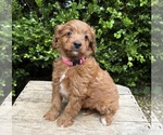 Small #2 Goldendoodle (Miniature)