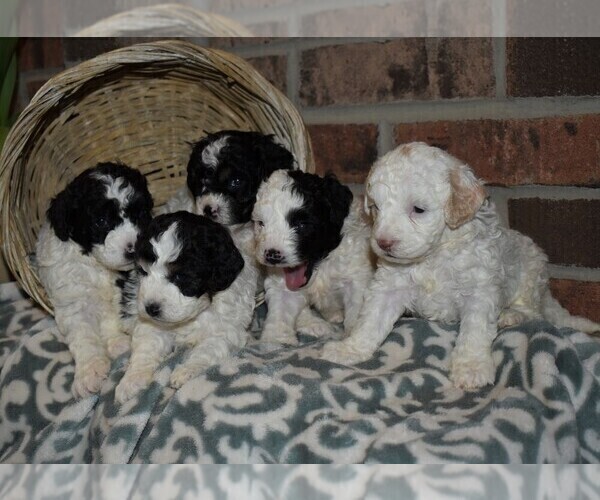 Medium Photo #4 Poodle (Miniature) Puppy For Sale in MILLERSBURG, PA, USA