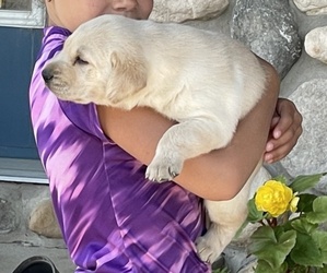 Labrador Retriever Puppy for sale in GRESHAM, WI, USA