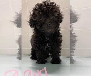 ShihPoo Puppy for sale in CLARE, IL, USA