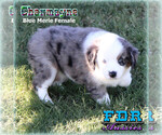 Small Photo #2 Miniature Australian Shepherd Puppy For Sale in FORESTBURG, TX, USA